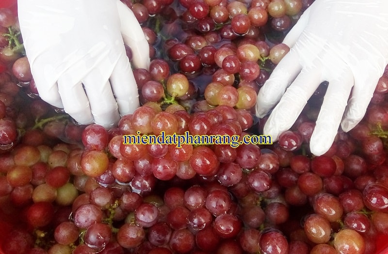 rữa nho trước khi mang đi sấy 